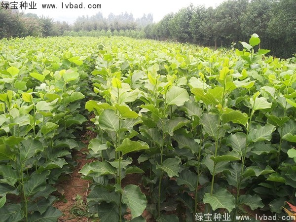 <a href='http://www.hn123.net.cn/linmuzhongzi/1731.html' target='_blank'>白玉蘭種子</a>