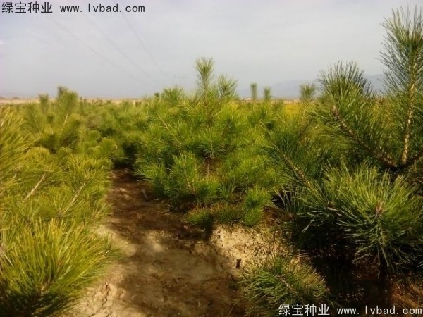 <a href='http://www.hn123.net.cn/linmuzhongzi/1733.html' target='_blank'>油松種子</a>