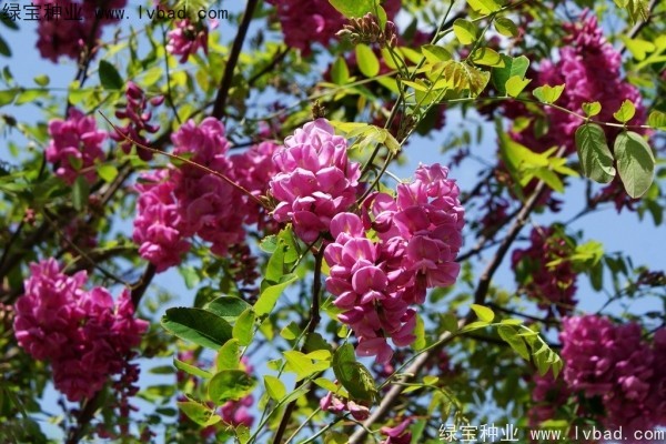 <a href='http://www.hn123.net.cn/yaocaizhongzi/2335.html' target='_blank'>紅花</a>槐<a href='http://www.hn123.net.cn/' target='_blank'>種子</a>