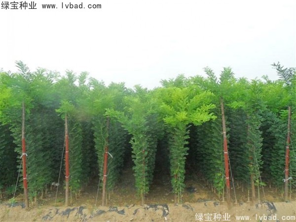 <a href='http://www.hn123.net.cn/linmuzhongzi/1734.html' target='_blank'>紅花槐種子</a>