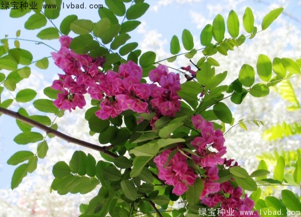 <a href='http://www.hn123.net.cn/linmuzhongzi/1734.html' target='_blank'>紅花槐</a><a href='http://www.hn123.net.cn/' target='_blank'>種子</a>