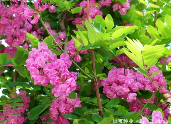 <a href='http://www.hn123.net.cn/linmuzhongzi/1734.html' target='_blank'>紅花槐</a>種子
