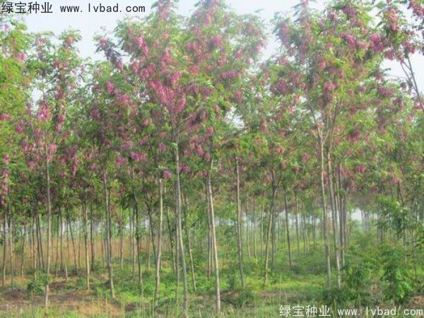 <a href='http://www.hn123.net.cn/yaocaizhongzi/2335.html' target='_blank'>紅花</a>槐種子