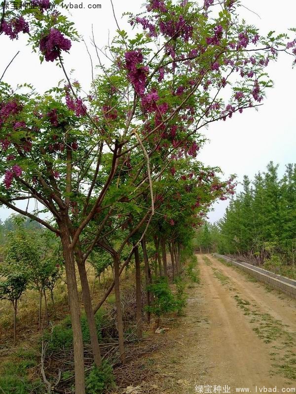 <a href='http://www.hn123.net.cn/linmuzhongzi/1734.html' target='_blank'>紅花槐種子</a>
