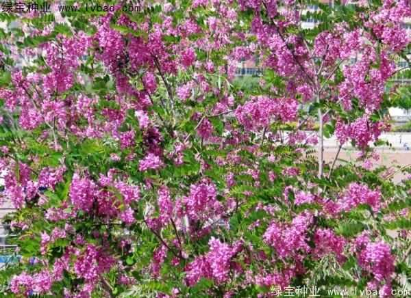 <a href='http://www.hn123.net.cn/yaocaizhongzi/2335.html' target='_blank'>紅花</a>槐<a href='http://www.hn123.net.cn/' target='_blank'>種子</a>