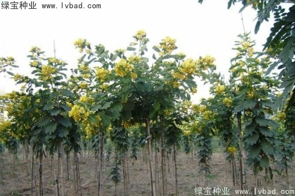 <a href='http://www.hn123.net.cn/linmuzhongzi/1735.html' target='_blank'>黃花槐種子</a>
