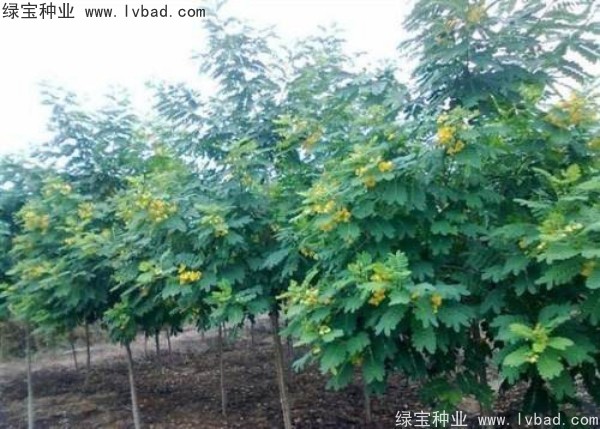 <a href='http://www.hn123.net.cn/linmuzhongzi/1735.html' target='_blank'>黃花槐種子</a>