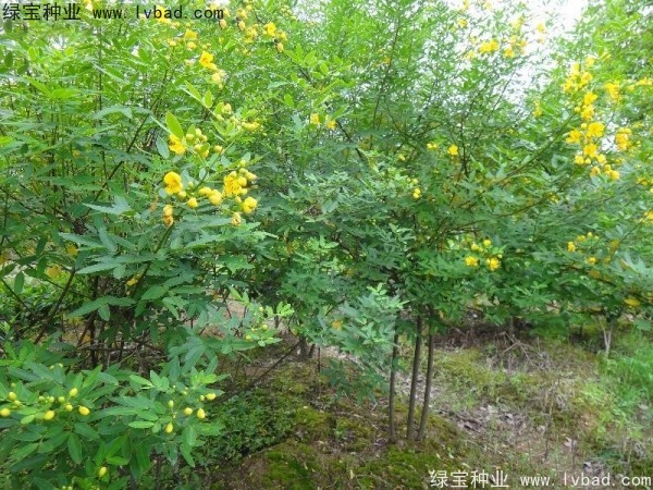 黃花槐<a href='http://www.hn123.net.cn/' target='_blank'>種子</a>