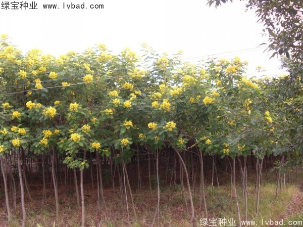 黃花槐<a href='http://www.hn123.net.cn/' target='_blank'>種子</a>