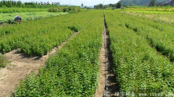 暴馬<a href='http://www.hn123.net.cn/linmuzhongzi/1713.html' target='_blank'>丁香</a><a href='http://www.hn123.net.cn/' target='_blank'>種子</a>