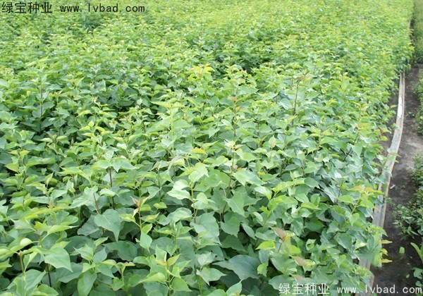 <a href='http://www.hn123.net.cn/linmuzhongzi/1737.html' target='_blank'>暴馬丁香</a><a href='http://www.hn123.net.cn/' target='_blank'>種子</a>