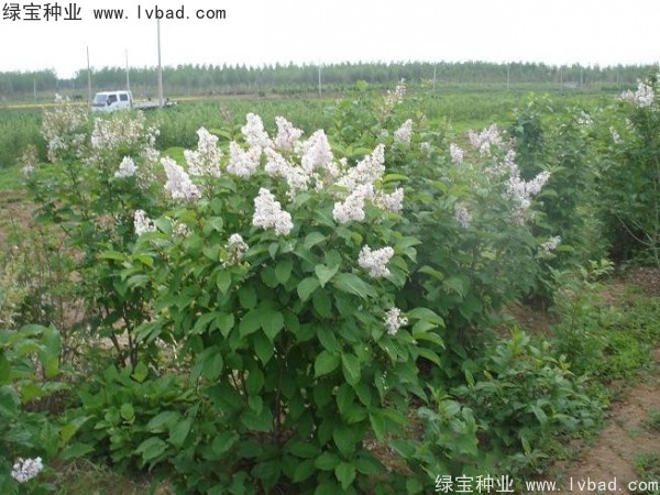 暴馬<a href='http://www.hn123.net.cn/linmuzhongzi/1713.html' target='_blank'>丁香種子</a>
