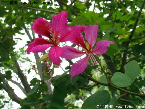 <a href='http://www.hn123.net.cn/linmuzhongzi/1739.html' target='_blank'>羊蹄甲種子</a>