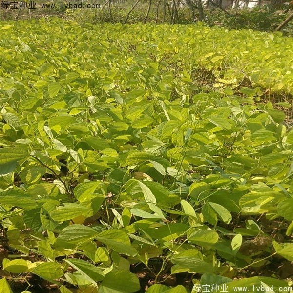羊蹄甲<a href='http://www.hn123.net.cn/' target='_blank'>種子</a>