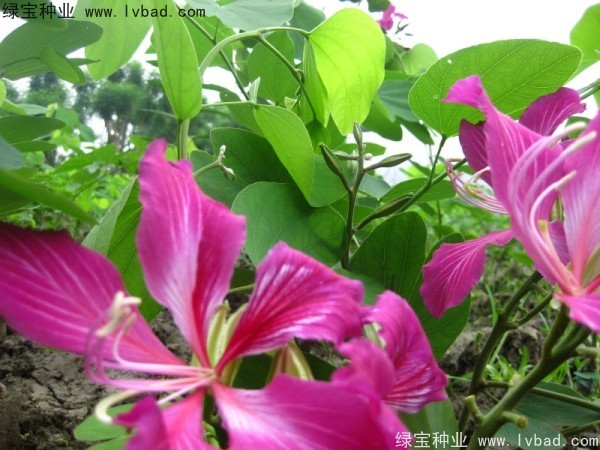 <a href='http://www.hn123.net.cn/linmuzhongzi/1739.html' target='_blank'>羊蹄甲種子</a>