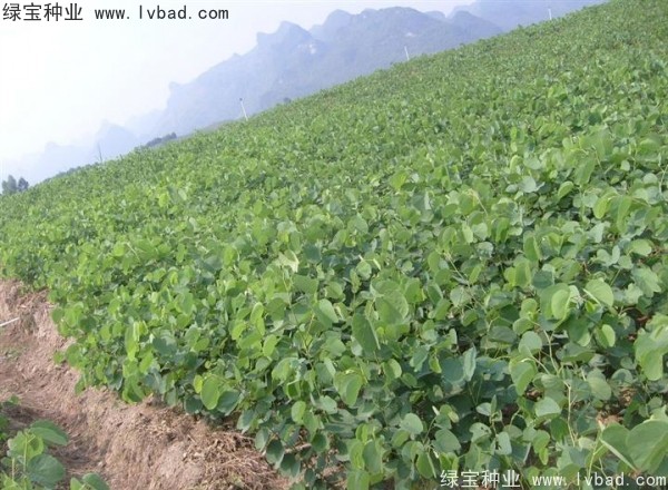 <a href='http://www.hn123.net.cn/linmuzhongzi/1739.html' target='_blank'>羊蹄甲種子</a>