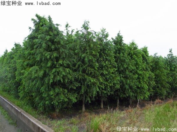 <a href='http://www.hn123.net.cn/linmuzhongzi/1741.html' target='_blank'>落羽杉</a><a href='http://www.hn123.net.cn/' target='_blank'>種子</a>