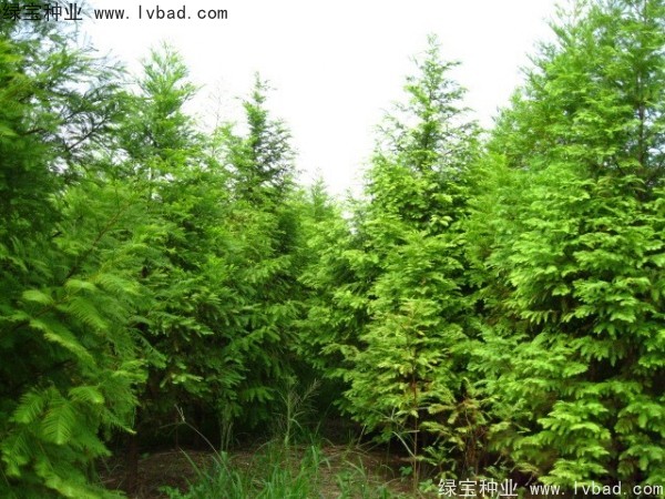 落羽杉<a href='http://www.hn123.net.cn/' target='_blank'>種子</a>