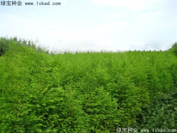 <a href='http://www.hn123.net.cn/linmuzhongzi/1741.html' target='_blank'>落羽杉種子</a>