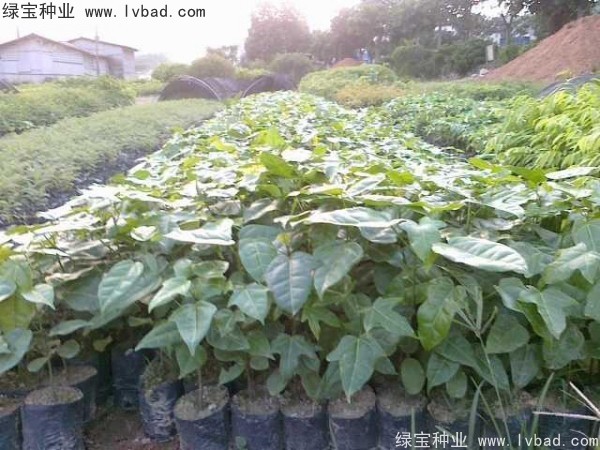 <a href='http://www.hn123.net.cn/linmuzhongzi/1744.html' target='_blank'>澳洲火焰木種子</a>