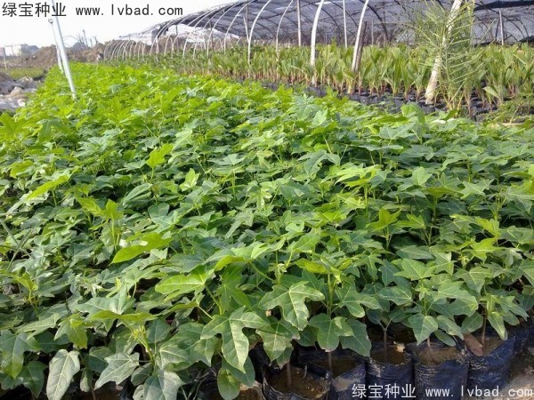 <a href='http://www.hn123.net.cn/linmuzhongzi/1744.html' target='_blank'>澳洲火焰木</a><a href='http://www.hn123.net.cn/' target='_blank'>種子</a>