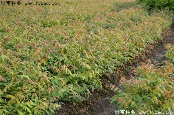 黃山<a href='http://www.hn123.net.cn/linmuzhongzi/1710.html' target='_blank'>欒樹種子</a>