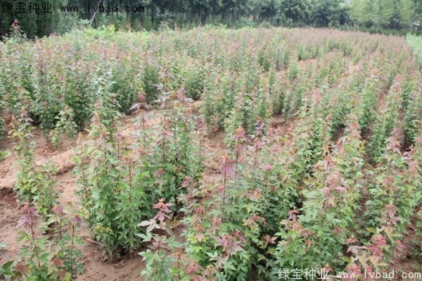 <a href='http://www.hn123.net.cn/linmuzhongzi/1746.html' target='_blank'>三角楓種子</a>