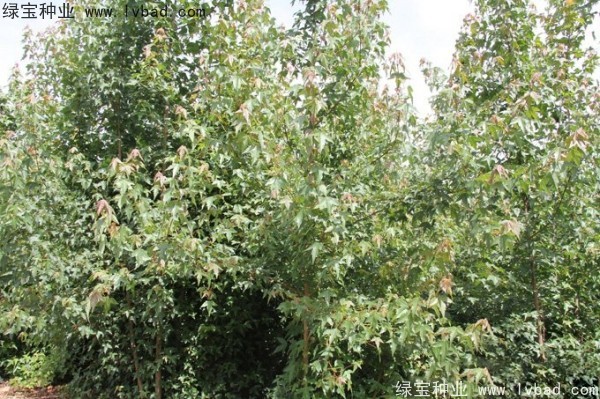 <a href='http://www.hn123.net.cn/linmuzhongzi/1746.html' target='_blank'>三角楓種子</a>