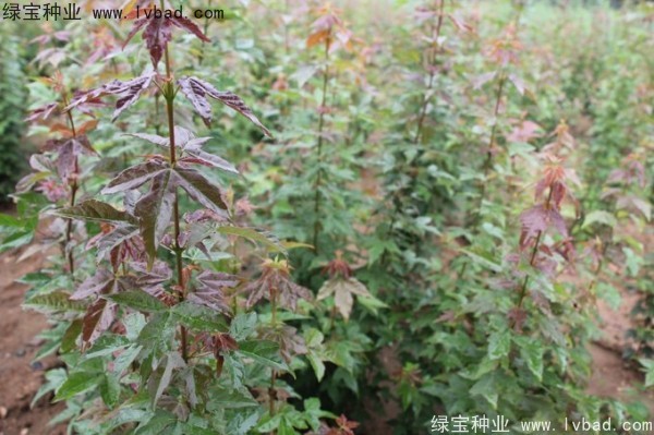 <a href='http://www.hn123.net.cn/linmuzhongzi/1746.html' target='_blank'>三角楓</a><a href='http://www.hn123.net.cn/' target='_blank'>種子</a>