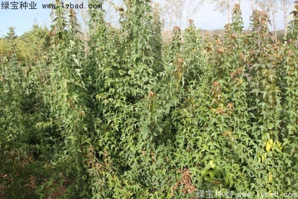 <a href='http://www.hn123.net.cn/linmuzhongzi/1746.html' target='_blank'>三角楓種子</a>