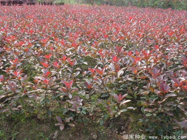 紅葉石楠<a href='http://www.hn123.net.cn/' target='_blank'>種子</a>