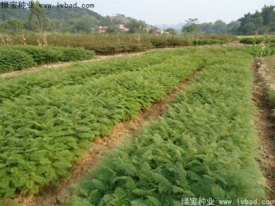 藍(lán)花楹種子