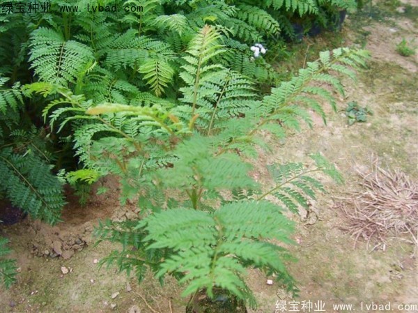 <a href='http://www.hn123.net.cn/linmuzhongzi/1748.html' target='_blank'>藍花楹種子</a>
