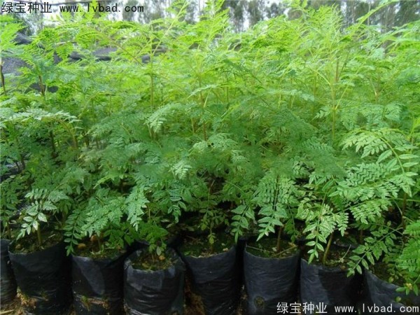 藍花楹<a href='http://www.hn123.net.cn/' target='_blank'>種子</a>