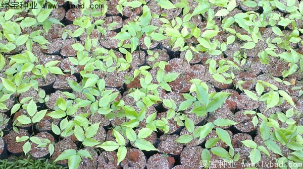 <a href='http://www.hn123.net.cn/linmuzhongzi/1757.html' target='_blank'>黃花梨種子</a>