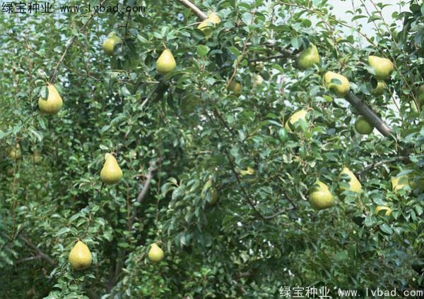 黃花梨<a href='http://www.hn123.net.cn/' target='_blank'>種子</a>