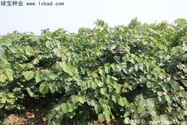 紫荊<a href='http://www.hn123.net.cn/' target='_blank'>種子</a>