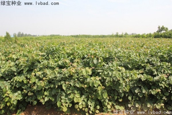 <a href='http://www.hn123.net.cn/linmuzhongzi/1760.html' target='_blank'>紫荊種子</a>