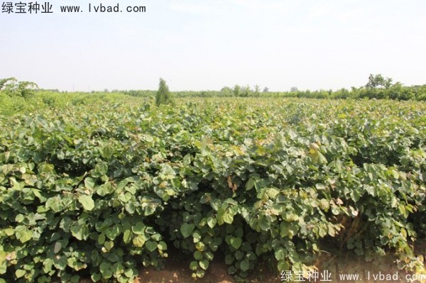 紫荊<a href='http://www.hn123.net.cn/' target='_blank'>種子</a>