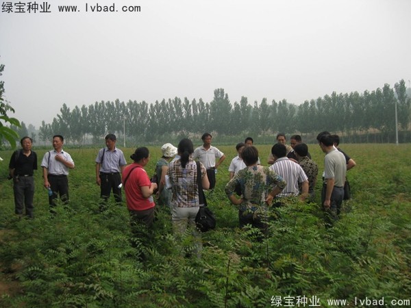 <a href='http://www.hn123.net.cn/linmuzhongzi/1761.html' target='_blank'>黃連木種子</a>