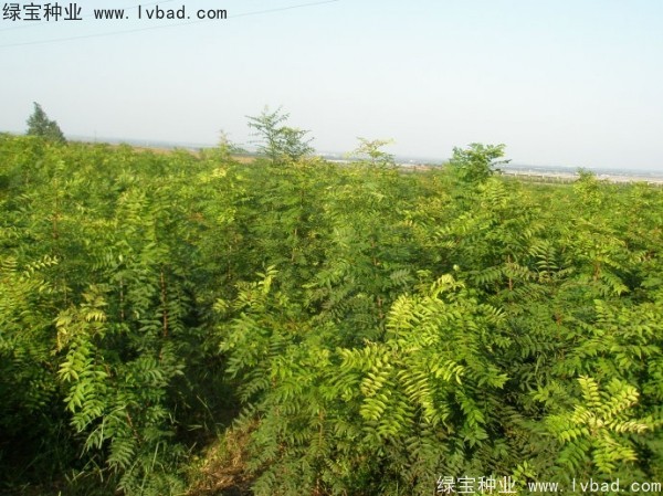 黃連木<a href='http://www.hn123.net.cn/' target='_blank'>種子</a>