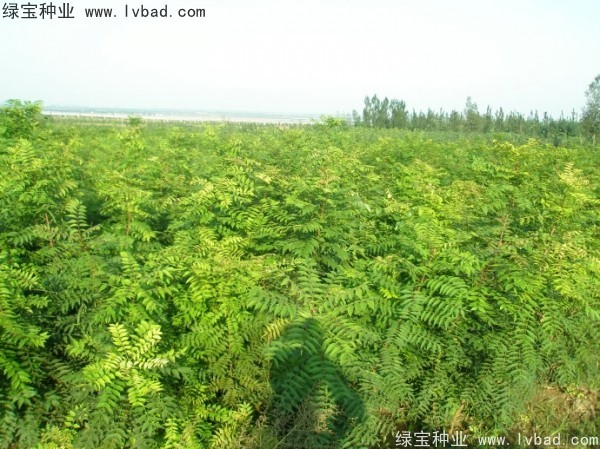 <a href='http://www.hn123.net.cn/linmuzhongzi/1761.html' target='_blank'>黃連木種子</a>