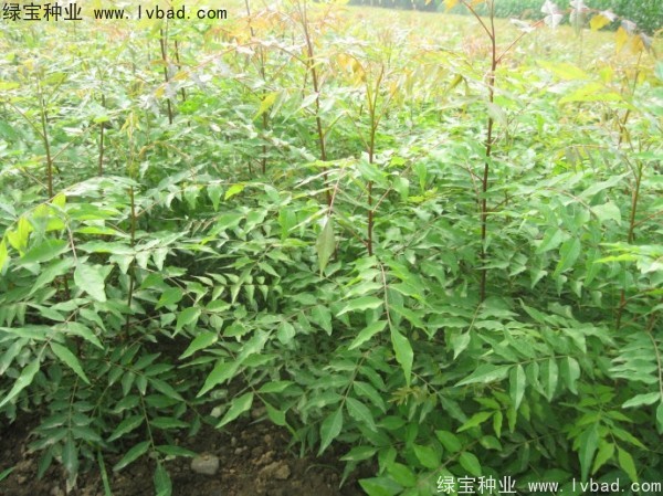 <a href='http://www.hn123.net.cn/linmuzhongzi/1761.html' target='_blank'>黃連木</a><a href='http://www.hn123.net.cn/' target='_blank'>種子</a>