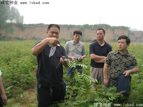 <a href='http://www.hn123.net.cn/linmuzhongzi/1761.html' target='_blank'>黃連木種子</a>