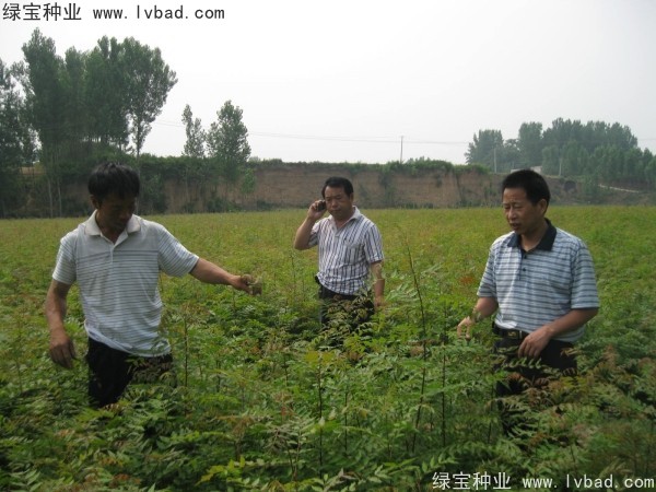 黃連木<a href='http://www.hn123.net.cn/' target='_blank'>種子</a>