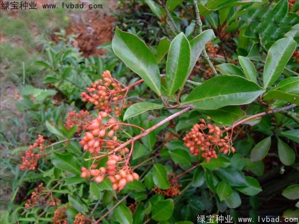 <a href='http://www.hn123.net.cn/linmuzhongzi/1762.html' target='_blank'>紅果冬青種子</a>