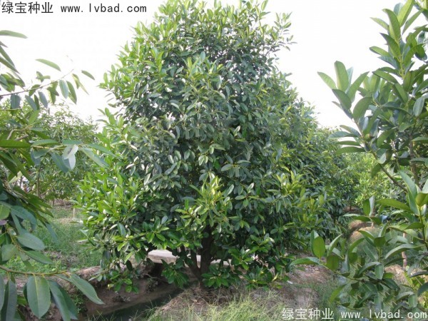 紅果冬青<a href='http://www.hn123.net.cn/' target='_blank'>種子</a>