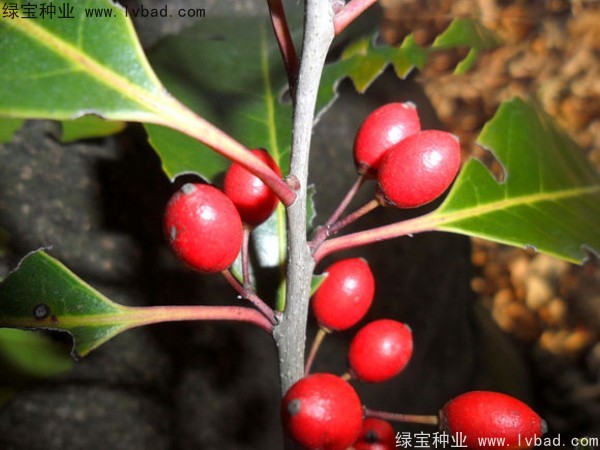 <a href='http://www.hn123.net.cn/linmuzhongzi/1762.html' target='_blank'>紅果冬青</a><a href='http://www.hn123.net.cn/' target='_blank'>種子</a>