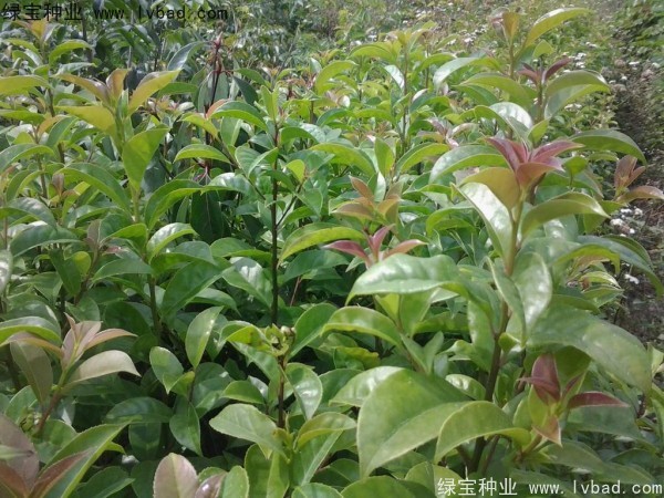 <a href='http://www.hn123.net.cn/linmuzhongzi/1762.html' target='_blank'>紅果冬青種子</a>
