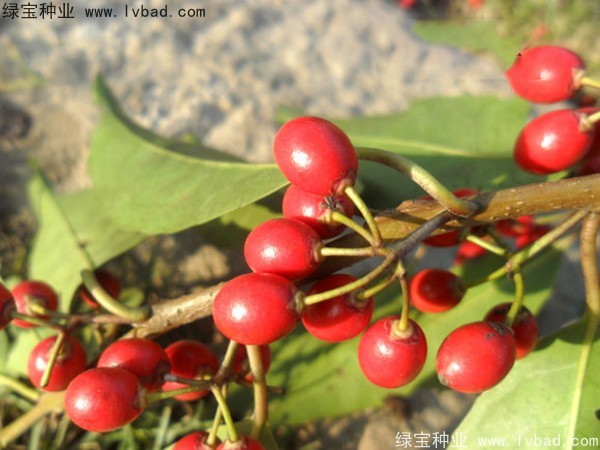 <a href='http://www.hn123.net.cn/linmuzhongzi/1762.html' target='_blank'>紅果冬青種子</a>